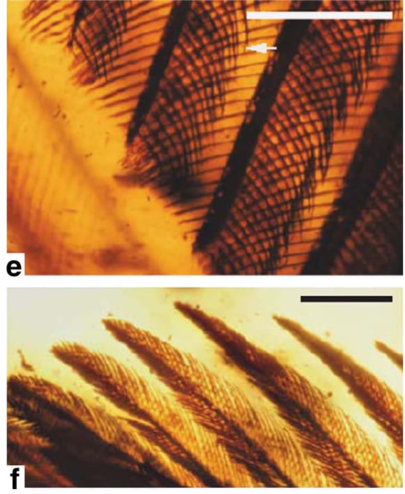 Bird Wings in Amber!